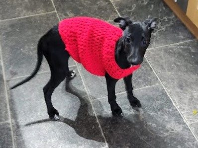 CD. Crocheted dog coat for Elsie.